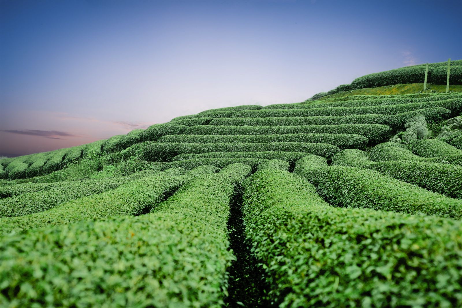 Long Tea - Đồi chè Mộc Châu